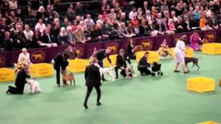 Westminster Dog Show 2012: Best in Group - Non-Sporting and Herding