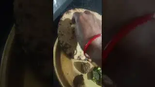 bajara ki roti kathal ki sabji aur doston rayta. #food #kitchen #ytshorts