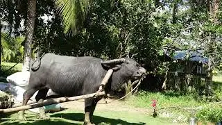 CARABAO WORKING HARD WITH THE FARMER