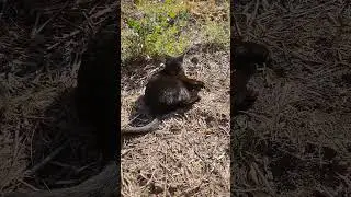 Cat Fun in the Sun