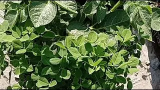 Ged rid of weeds from potatoes plants 