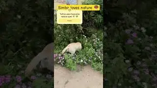 Simba loves our Garden 🪏🏡 #viral #trending #dog #pets #nature #walkthrough #explore #flowers #garden