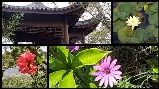 MOST BEAUTIFUL GARDEN IN JKUAT, KENYA 🏝️