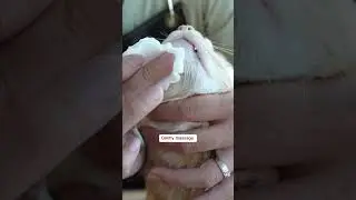 Simple steps to clean cat's black chin at home