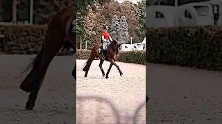 Viva Diamond 👀 #horse #animals #sports #equestrian #dressage #viral #trending #tiktok #music #fyp