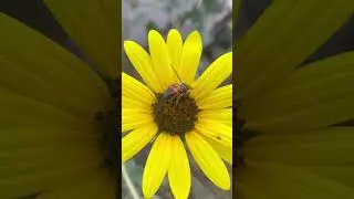 Honeybee Collecting Pollen
