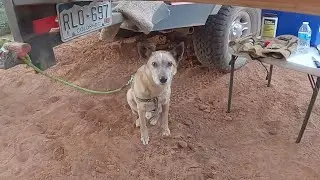 Dry Creek Road/Devil's Bridge Overland Camping. Beware when you take your dog with!