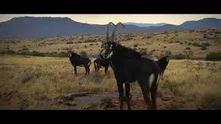 Come and Hunt the Eastern Cape of South Africa