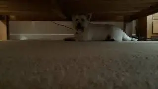Flynn (West Highland Terrier) underneath the bed (Devon) #dogs #dogsdoingthings #shorts #subscribe 🐕