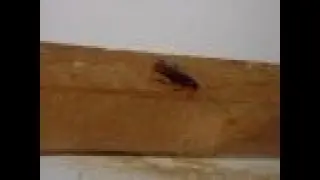 Paddington Commercial Pest Control For Your Commercial Pest Control