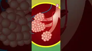 What Is PNEUMONIA? | World Pneumonia Day Special #shorts #worldpneumoniaday #diseases
