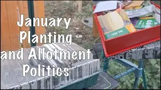 January sowing, saving my own seeds, the beans 7 days after sowing & allotment pollitics