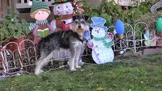 JERRY 'S XMAS WALK & ROLL -Transferred to Silicon Valley Humane Society