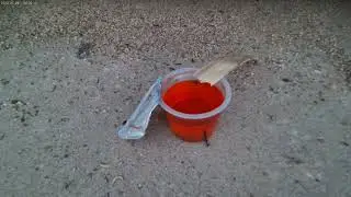 Pavement ants attempt to move gelatin cup