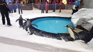 Penguin Show - Ski Dubai