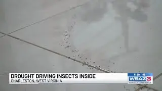 Drought driving insects indoors