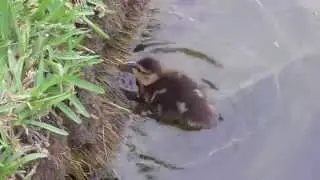 Mottled Duck ducklings.