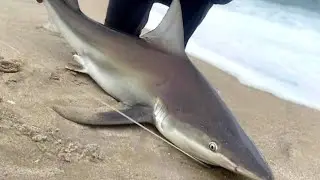 Brown Sharks on A Snotty day in the Long Island Surf (Mike's first shark)
