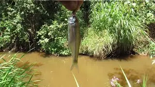 LAMBARI OLHO DE FOGO, VC JÁ PEGOU ESSE PEIXE ????????