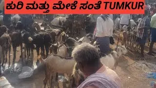 ಕುರಿ ಮತ್ತು  ಮೇಕೆ ಸಂತೆಯ ತಾಜಾ ಸುದ್ದಿ ಗಳು @ agrianimals 3*2*2026