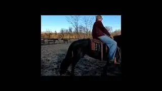 Bella sells at Dixie Horse Auction in Troutman NC- November 28th and 29th