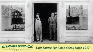 Компания Kitazawa Seed Company &mdash; ваш источник семян азиатских садов с 1917 года. От крупных разме...