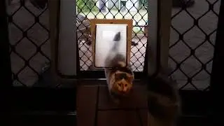 Ziggy the Cat using a Large Pet Door