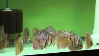 Blue Leopard Turquoise Discus Fish  -  Gwynnbrook Farm