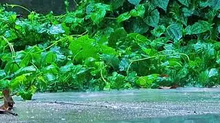 RELAXING: 11 MINUTES RAIN FALL #rain #healing #selfhealing #relaxing #nature 