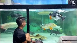 Incredible of Aquarium Setup: Betta Fish, Goldfish, Tropical and Koi Fish Care Tips #102