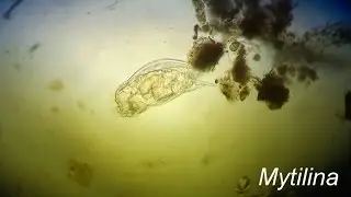Mytilina