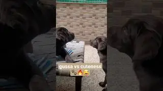 gussa vs drama full on 😆🐶💞🧿#CocoJimmy #CutePets#Shorts#PetLove#PetEmotions