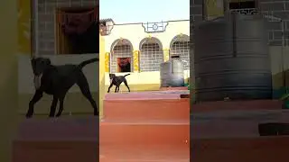 play time | Belgian malinois ✨ | @KSCVlogs @nabeelnawab @LifeofSmokey @backtorewind