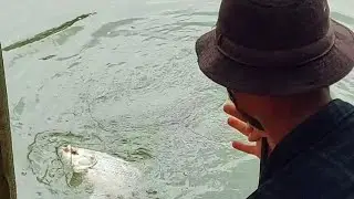 Big fish, A monster catla fish hooked fishing rod