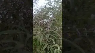 Chaste🌲Tree🌷🌸🌺 (Vitex Agnus-Castus) . #trending #satisfying #youtubeshorts #shorts