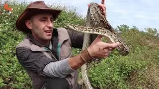 УКУС ТИГРОВОГО ПИТОНА Дикая змея укусила в руку Brave Wilderness на русском