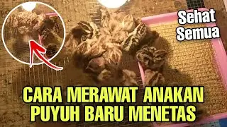 Cara merawat Anak Burung Puyuh baru Menetas