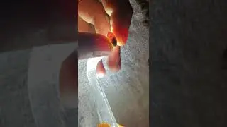 How to Candle a Mason Bee Cocoon
