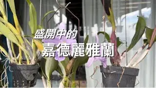 盛開中的嘉德麗雅蘭，不要錯過最後一株老品種！