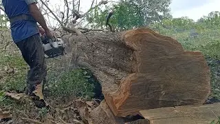 proses dan cara tebang kayu jati super kwalitas bersama sang operator skill mumpuni