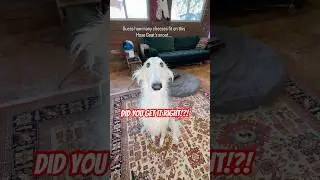 I bet you didn&rsquo;t get it right #borzoi #doglife #balance #cheese #cute #snoot #dogs