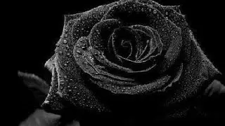 Most Beautiful Black Rose You Have Ever Seen
