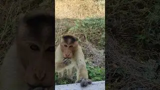 Monkey Leader