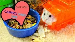 Casper's Daily Diet (Dwarf Hamster) OLD