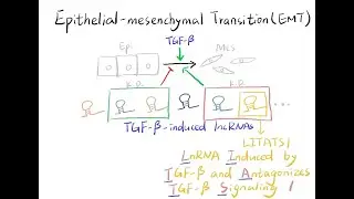 Video Synopsis: LITATS1 inhibits TGF-&beta;-induced EMT (EMBO Journal)