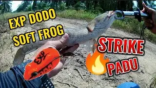 Casting di Lubuk Haruan || Strike padu || Exp Dodo Soft Frog