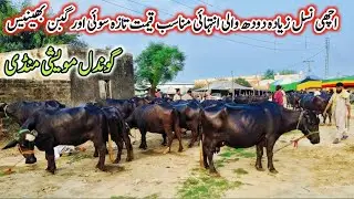 Gondal Mandi latest update 23 july 2025! Milking buffaloes Fresh Rate on Gondal Mandi!#buffalo