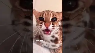 Leopard Cat&rsquo;s Choice: Human Protection for Cubs#shorts #animals #leopardcat #wholesome #friendship
