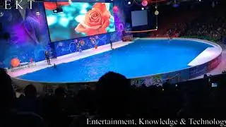 Dubai Dolphinarium | Dolphin & Seal Shows Part 2