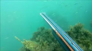 Подводная охота на Чёрном море в Крыму.Весенний ход кефали.